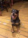 Nellie