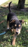 Willow (Nutmeg pup)