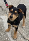 Willow (Nutmeg pup)