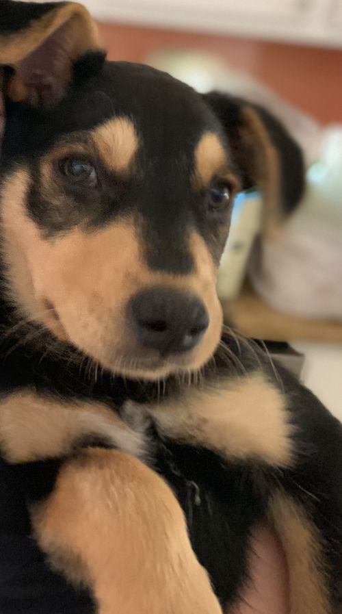 Willow (Nutmeg pup)