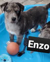 Enzo (Nutmeg pup)