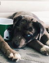 Enzo (Nutmeg pup)