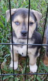 Alvin (Nutmeg pup)