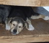 Alvin (Nutmeg pup)