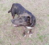 Nutmeg (spice litter)