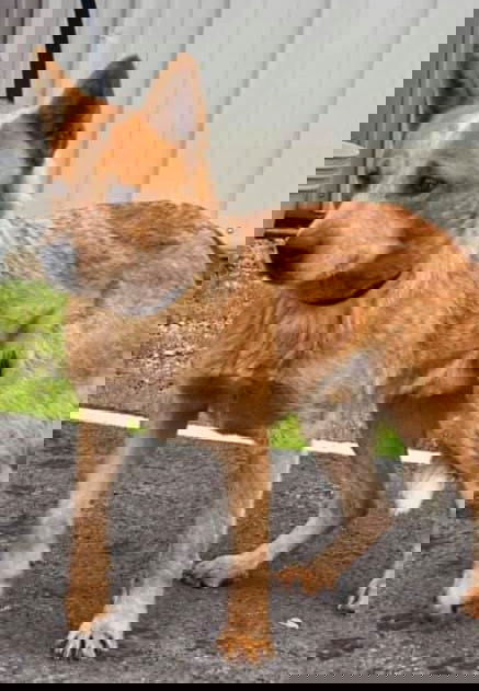 Tango