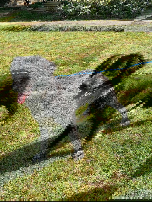 Echo