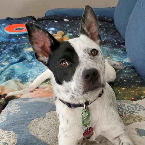 Nova