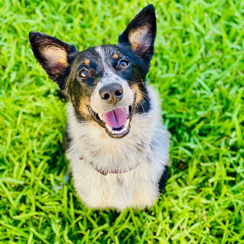 Nash