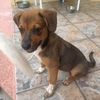 Harley