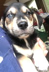 Harley