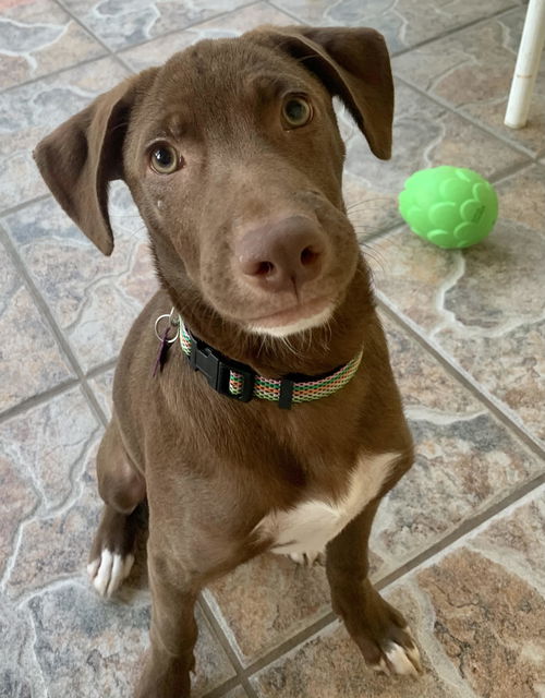 Hazel