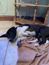 Waylon