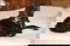 Edgar