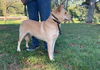 Hailey