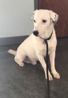 Whitey