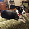 Harper
