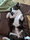 Harper