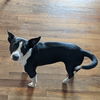 Harper