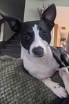 Harper