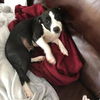 Harper