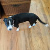 Harper