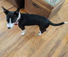 Harper