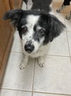 Sadie Ann