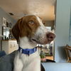 Harvey