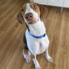 Harvey