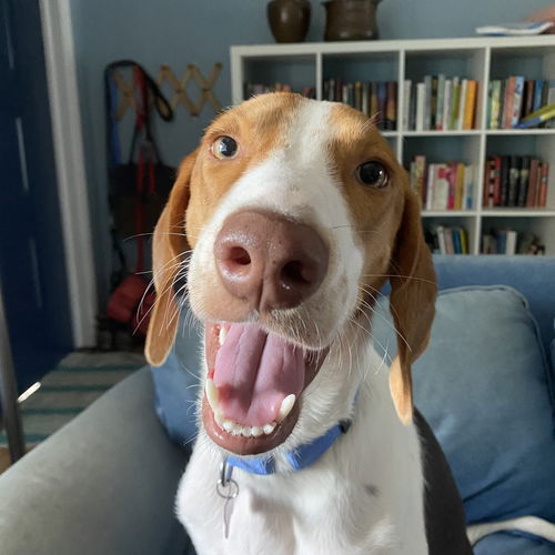 Harvey