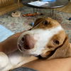 Harvey