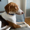 Harvey