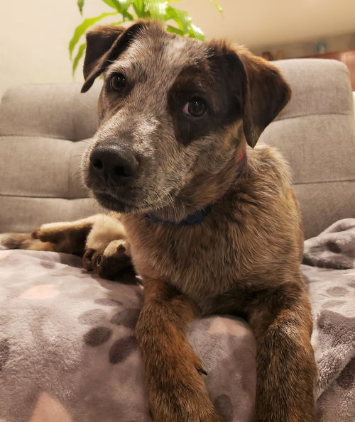 Jackson (Benny)