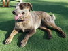 Jackson (Benny)