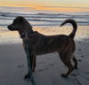 Jackson (Benny)