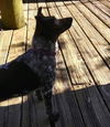 Daisy