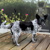 Daisy