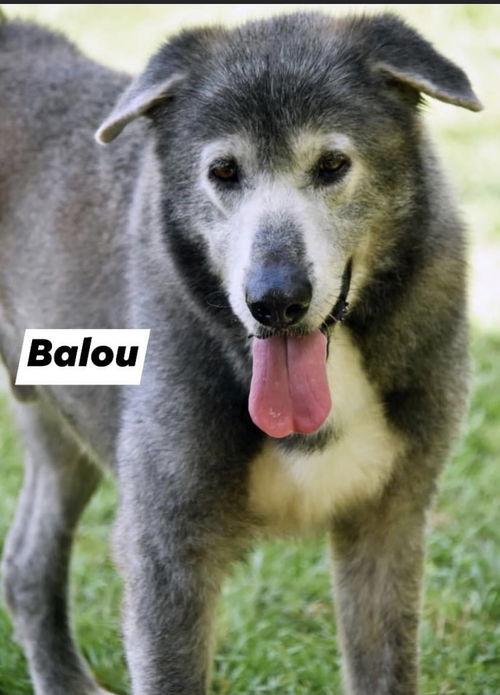 Balou