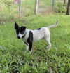 Henk (Digger)