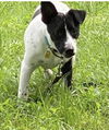Henk (Digger)