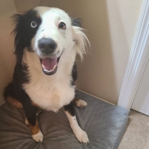 Daisy (border)