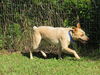 Bailey