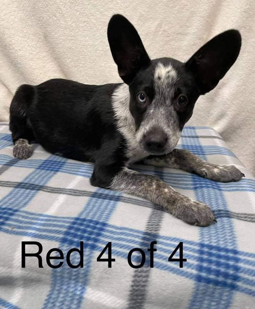 Red-4