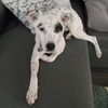 Zig