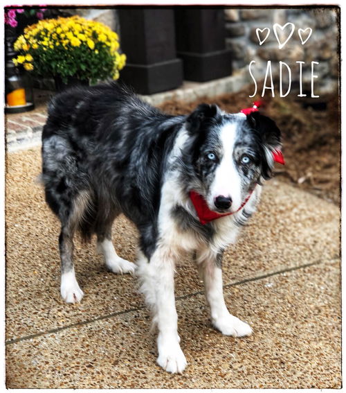 Sadie- Aussie