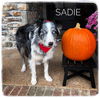 Sadie- Aussie
