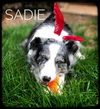 Sadie- Aussie