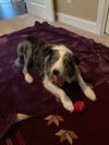 Sadie- Aussie