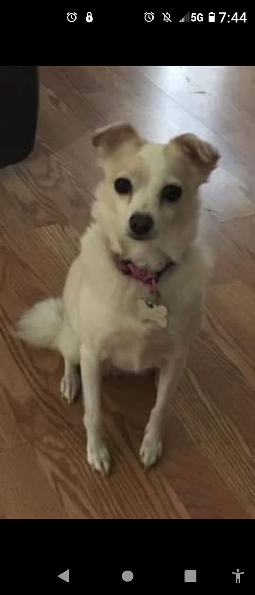 Daisy Chi